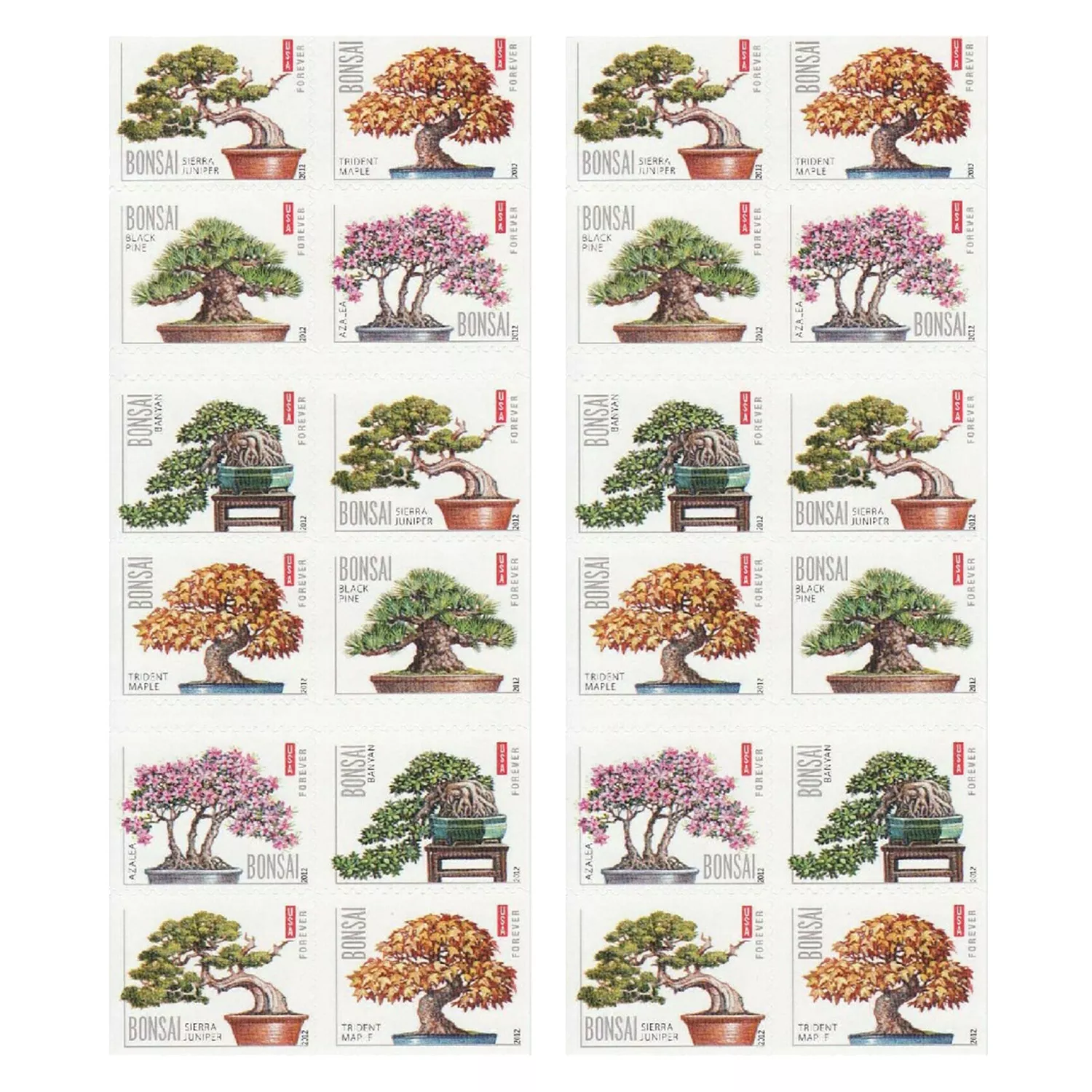 2012 Bonsai 100pcs/Pack