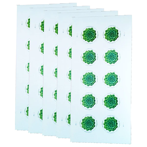 2017 Global Green Succulent International 100pcs/Pack