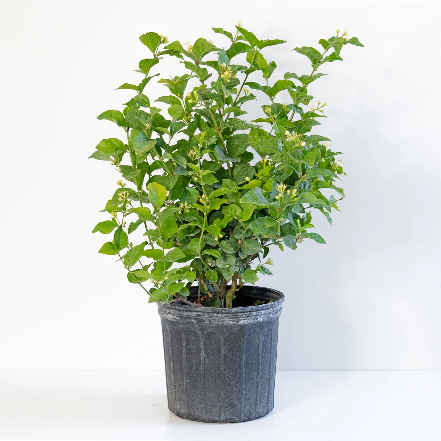 Jasmine Sambac Large