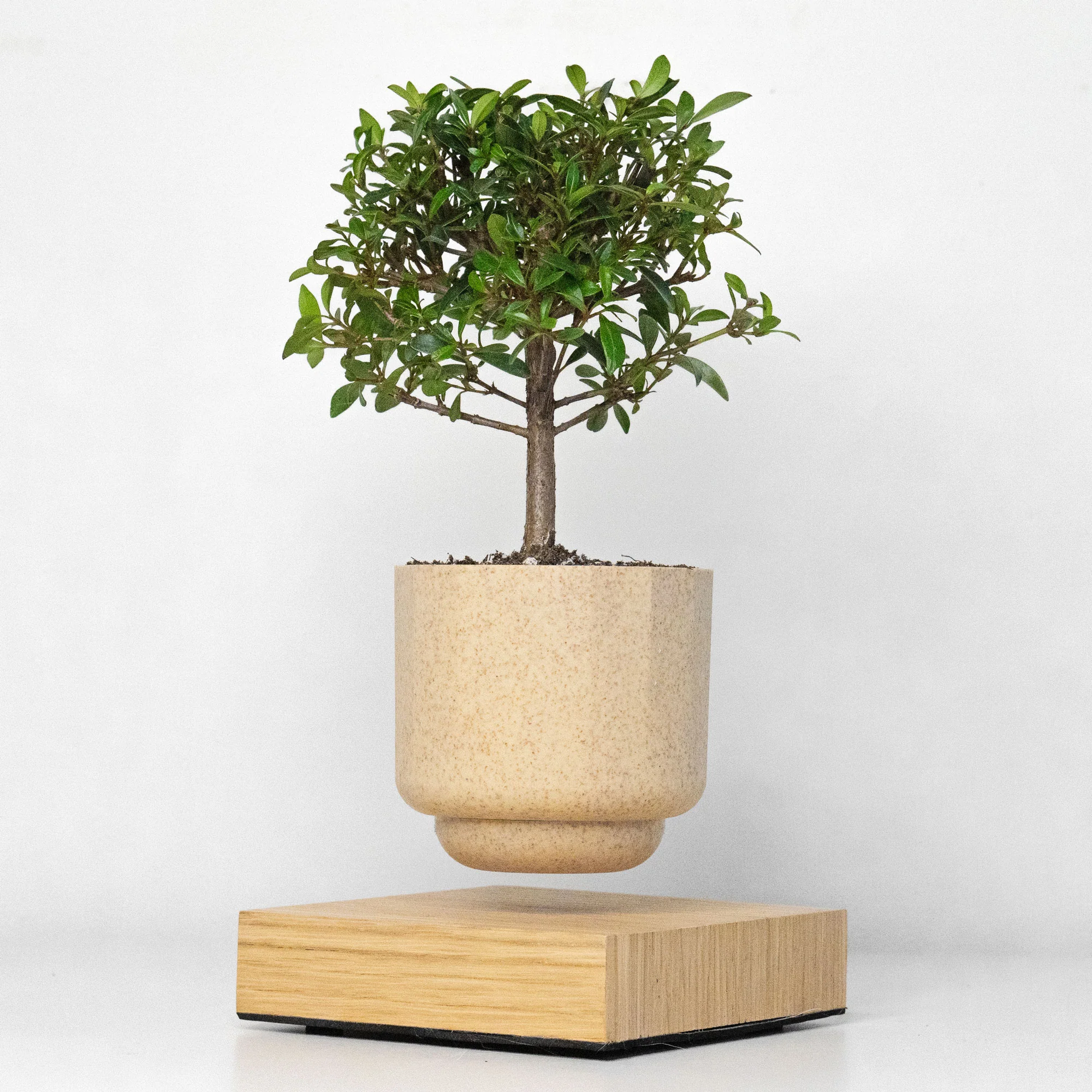 Gamzzo Bonsai Eugenia Brush Cherry