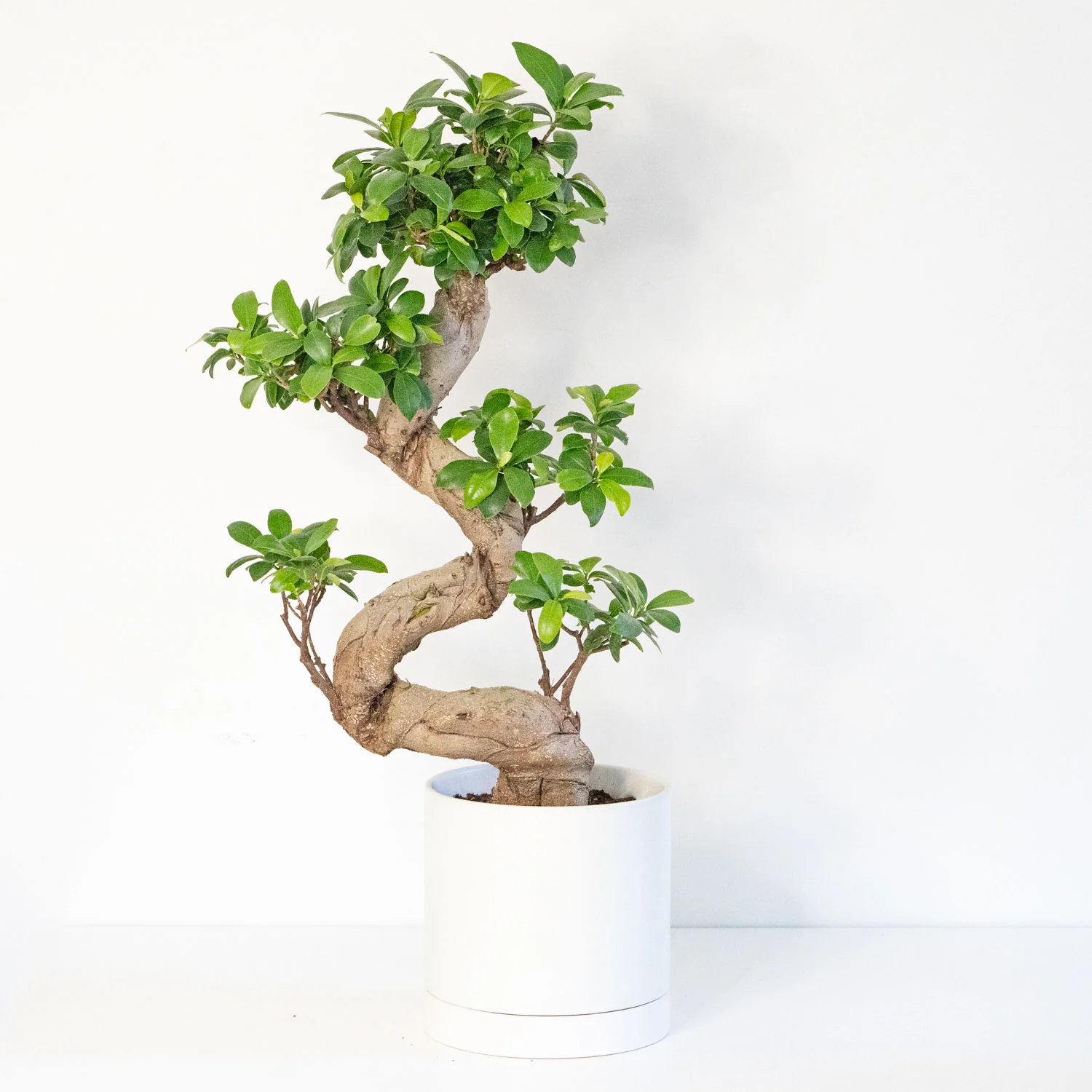 Bonsai Ficus Retusa S-Shape