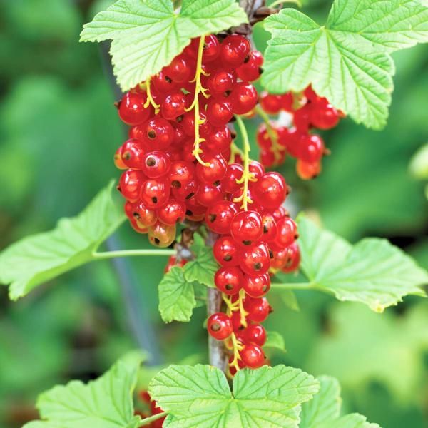 Red Lake Red Currant
