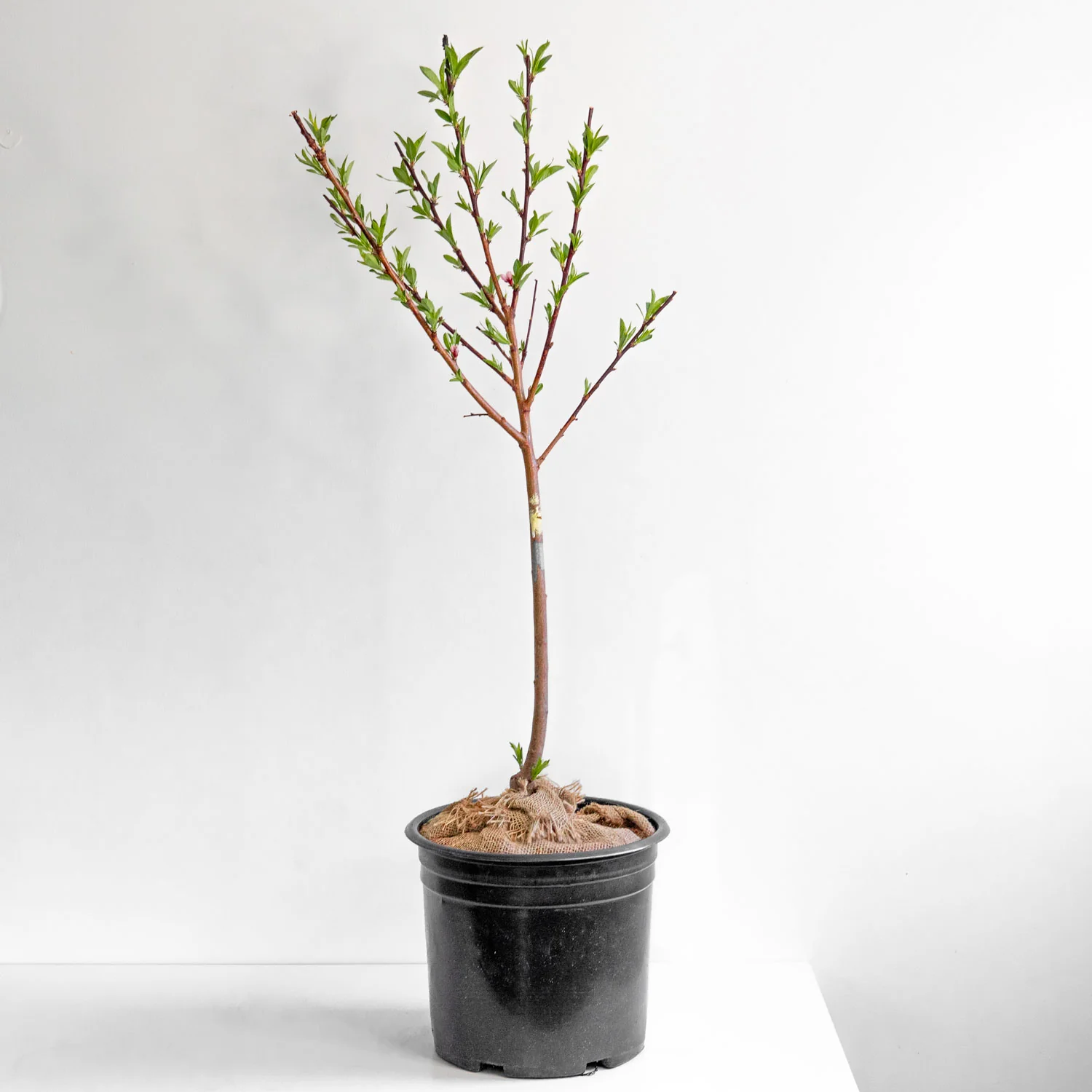 Flamin Fury Peach Tree