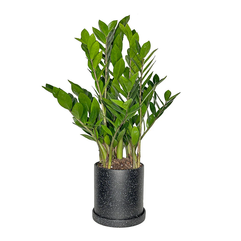 Plant Bundle Simple
