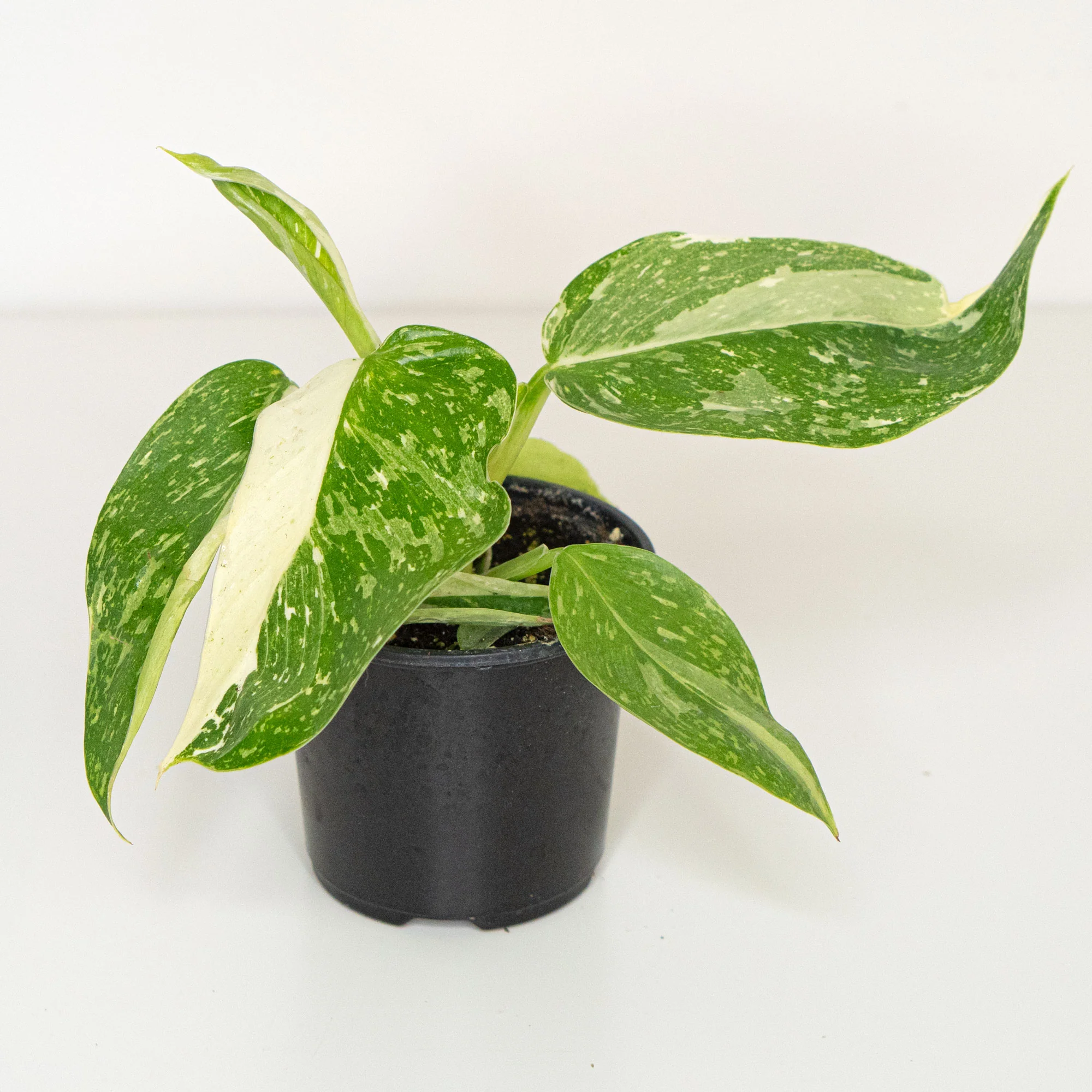 Starter Pack Philodendron