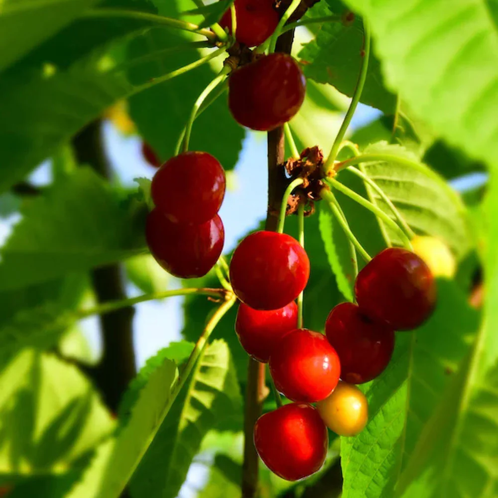 Carmine Jewel Dwarf Cherry