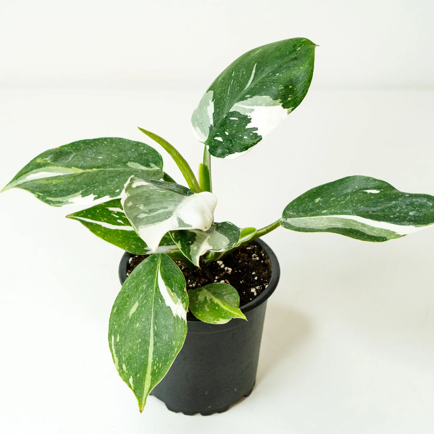 Philodendron White Wizard