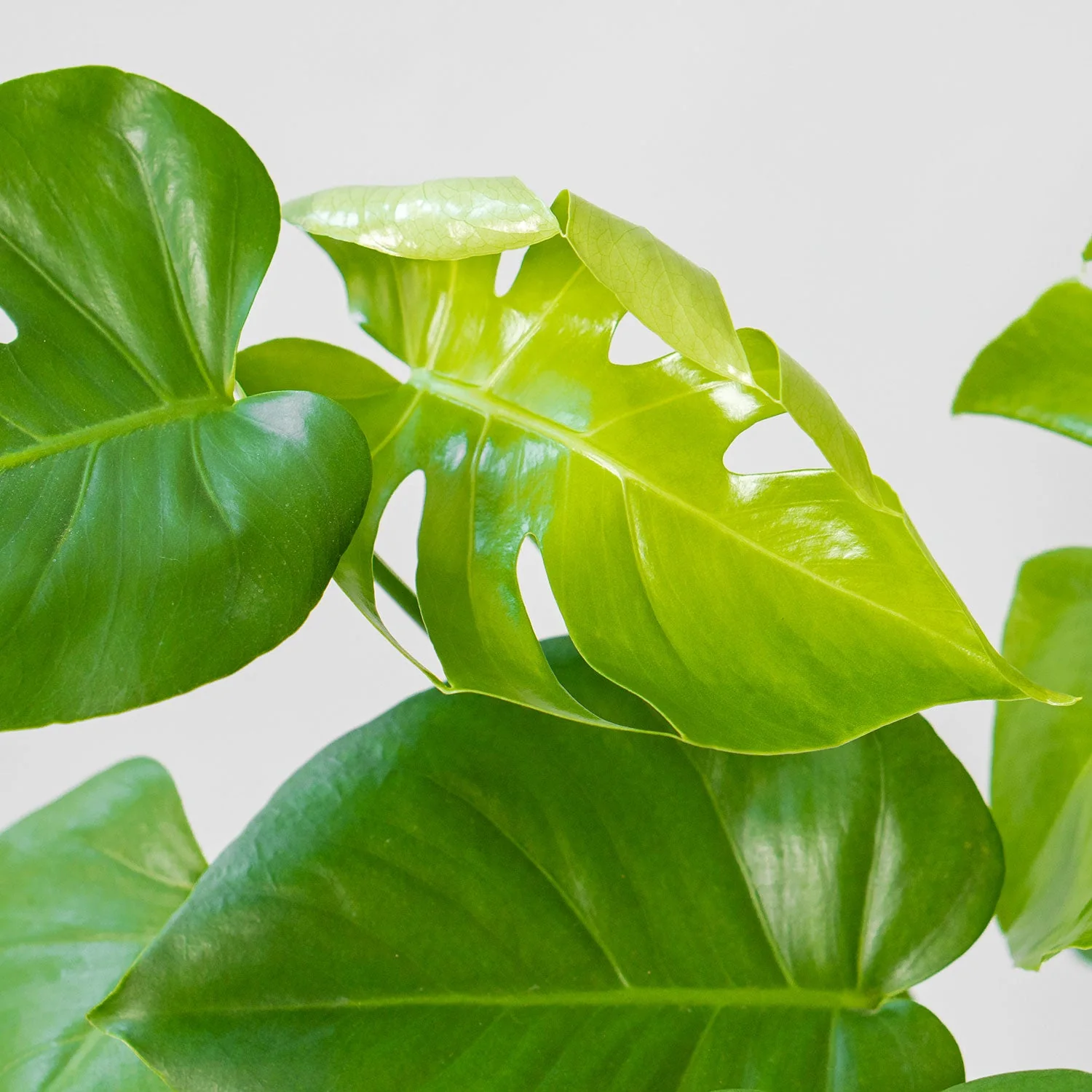 Monstera Deliciosa (Large)