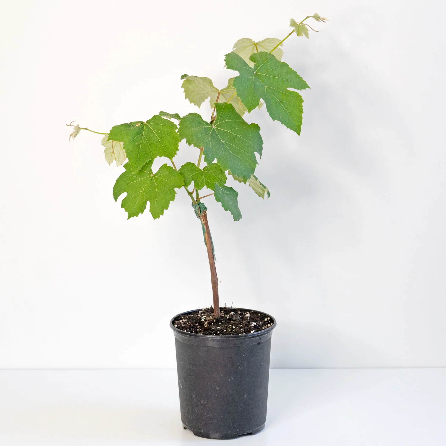 Niagara White Seedless Grape