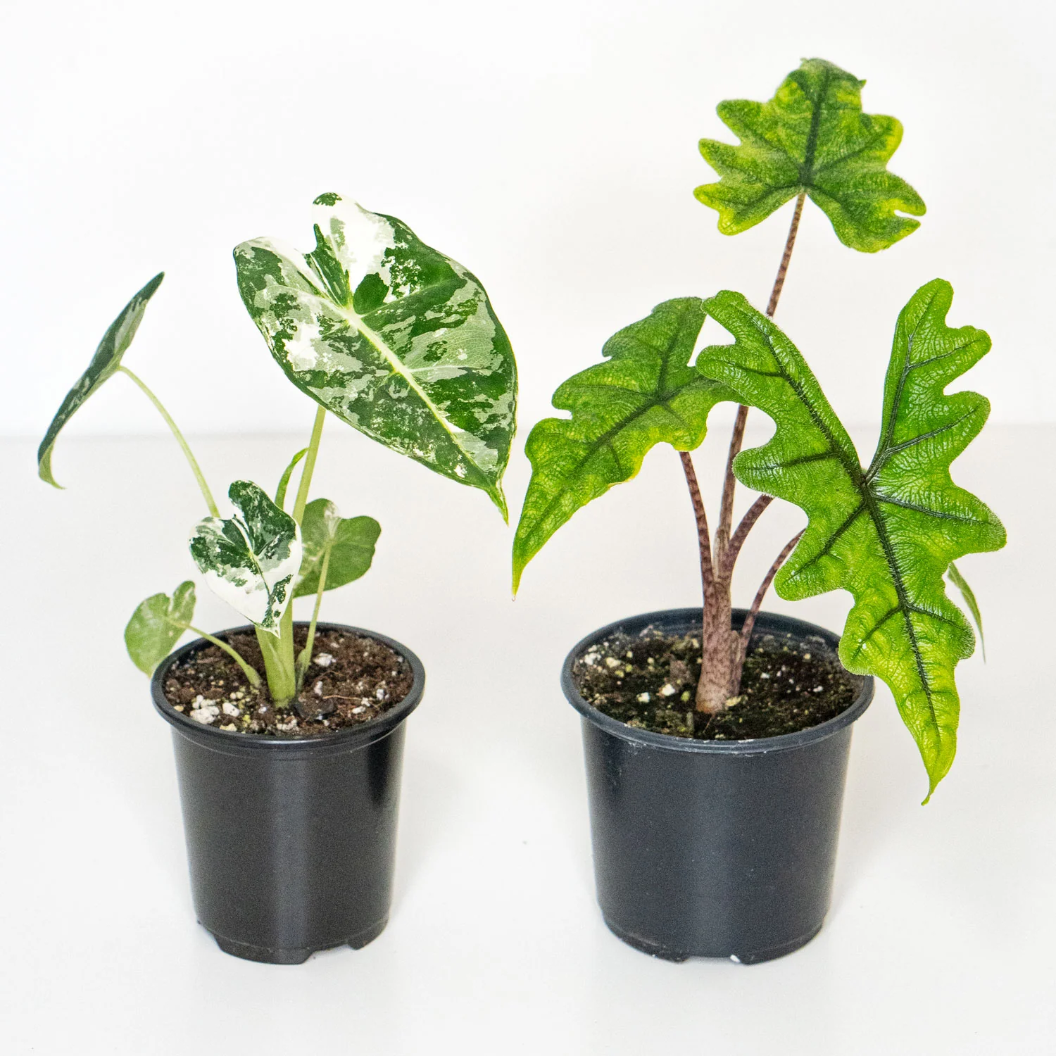 Starter Pack Alocasia