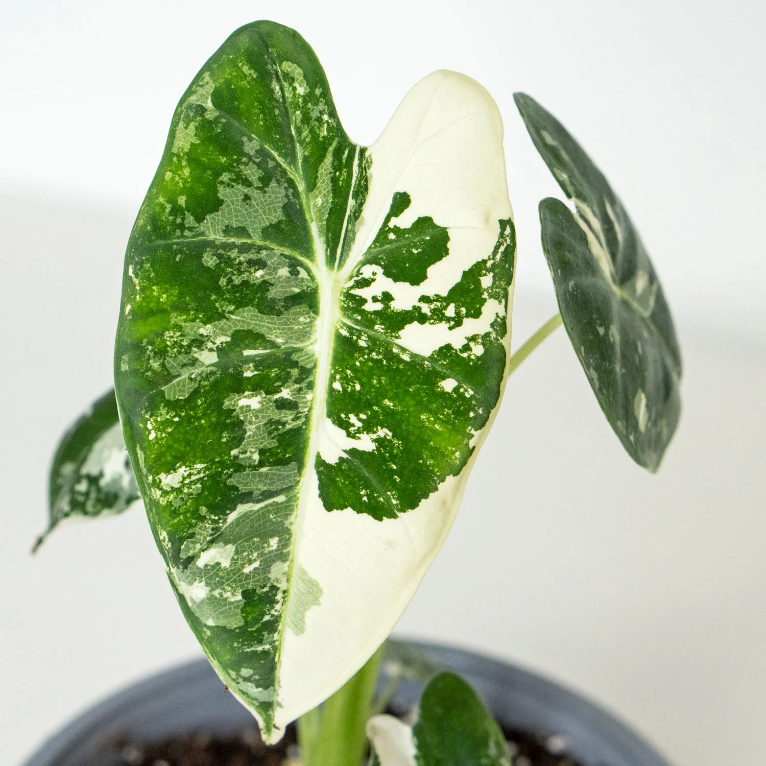 Alocasia Frydek Variegated