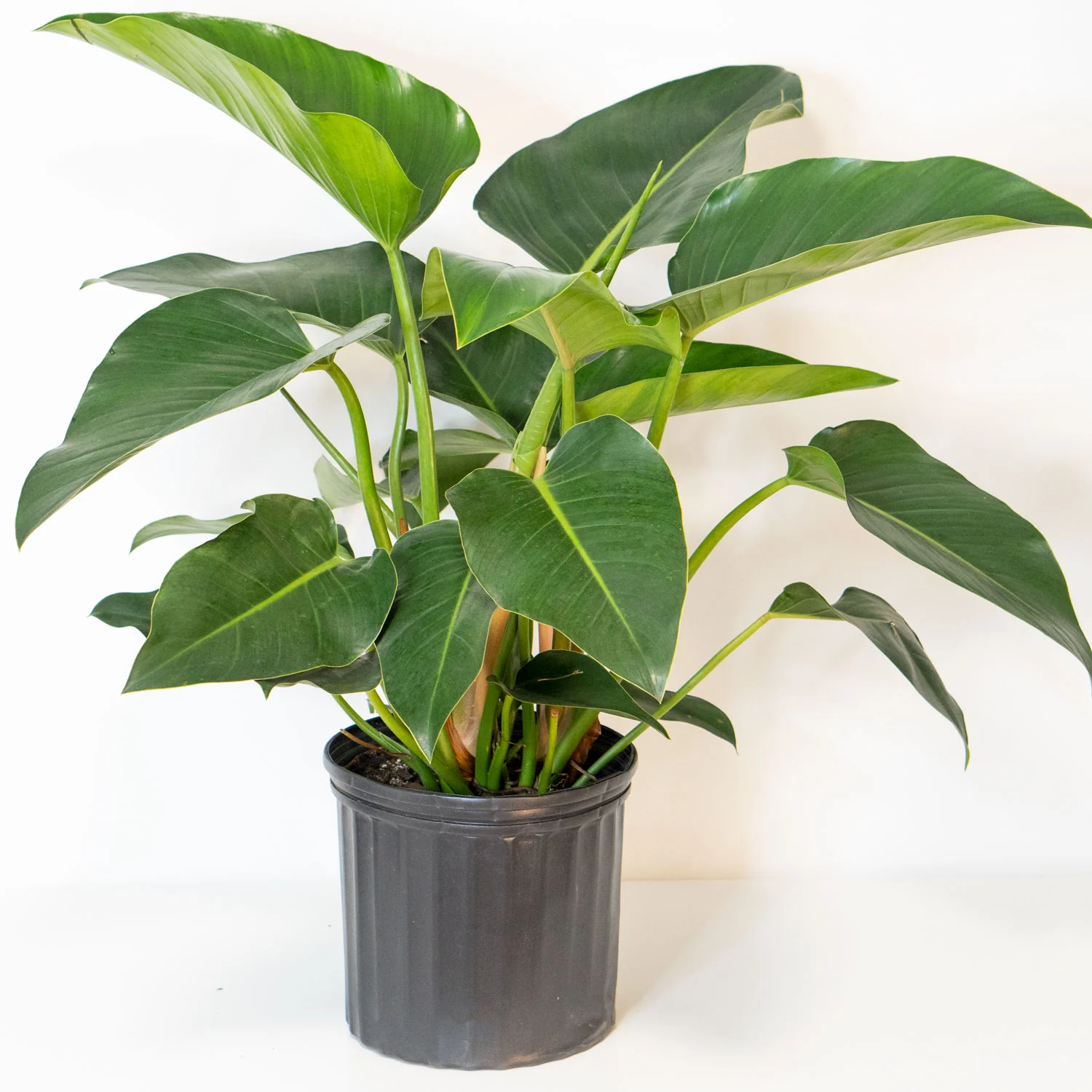 Philodendron Green Congo