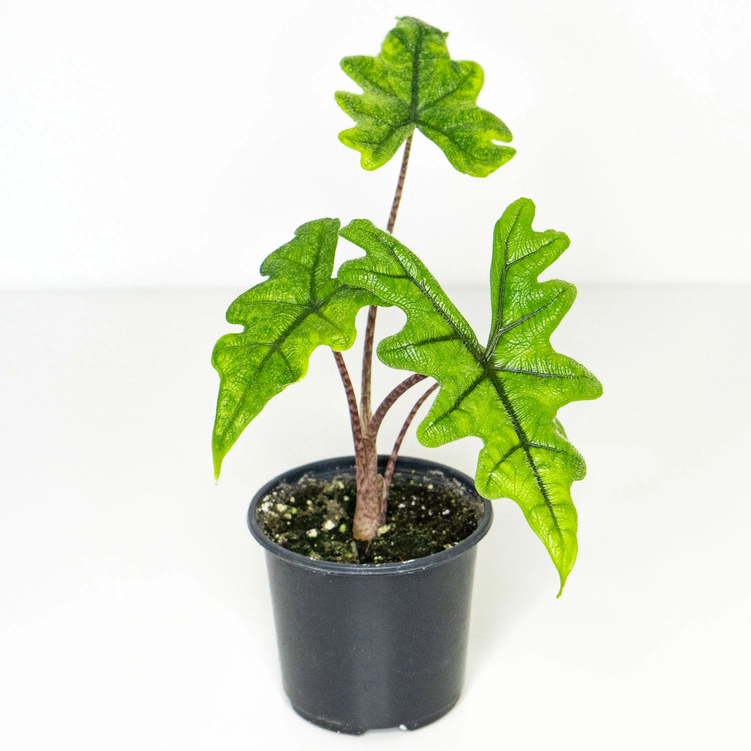 Starter Pack Alocasia