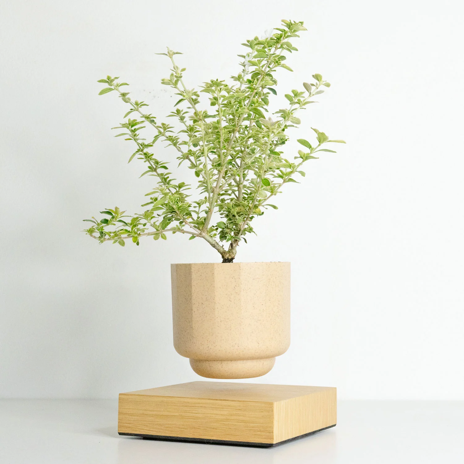 Gamzzo Serissa Variegated