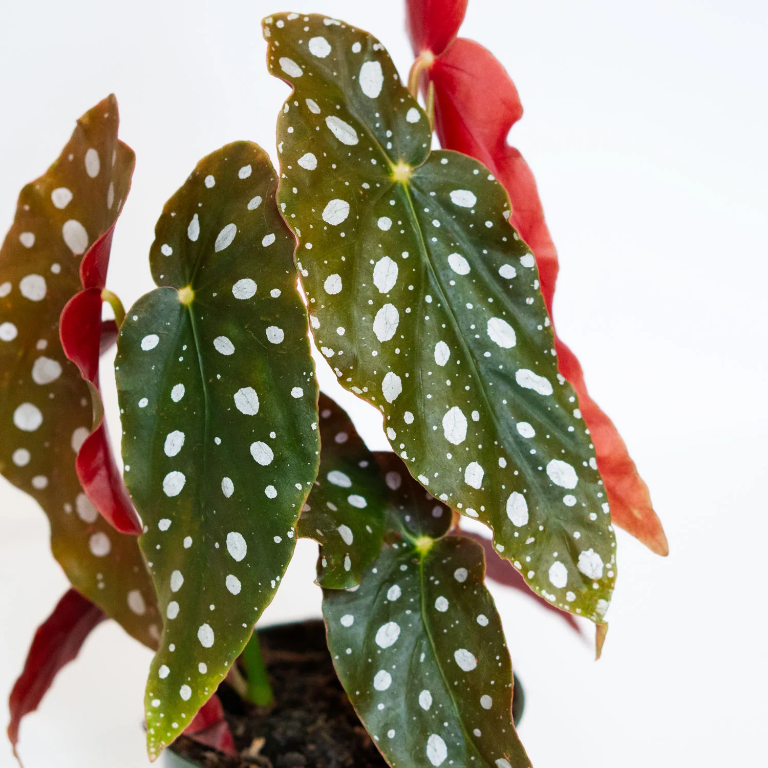 Begonia Maculata