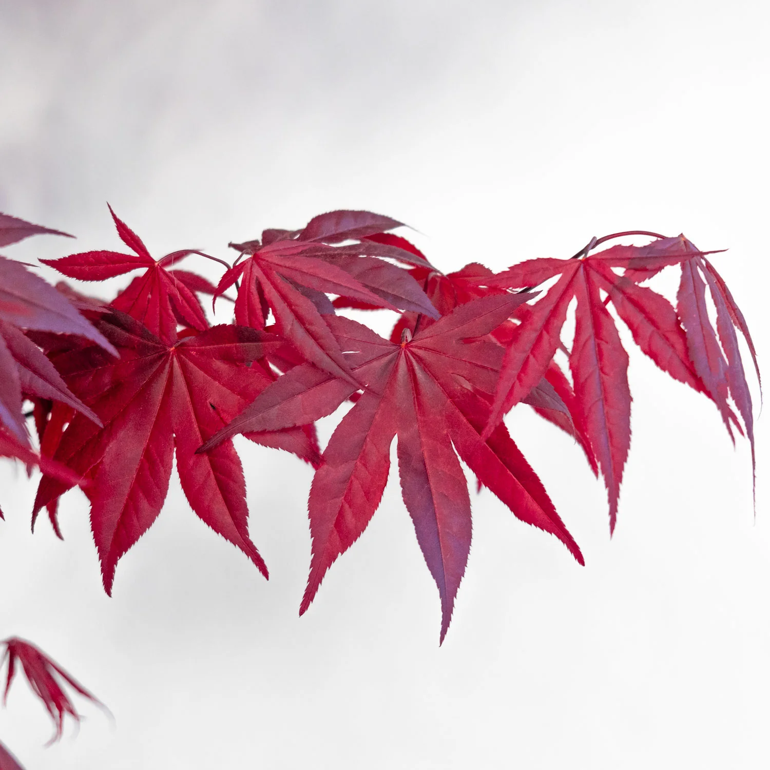 Japanese Maple Emperor