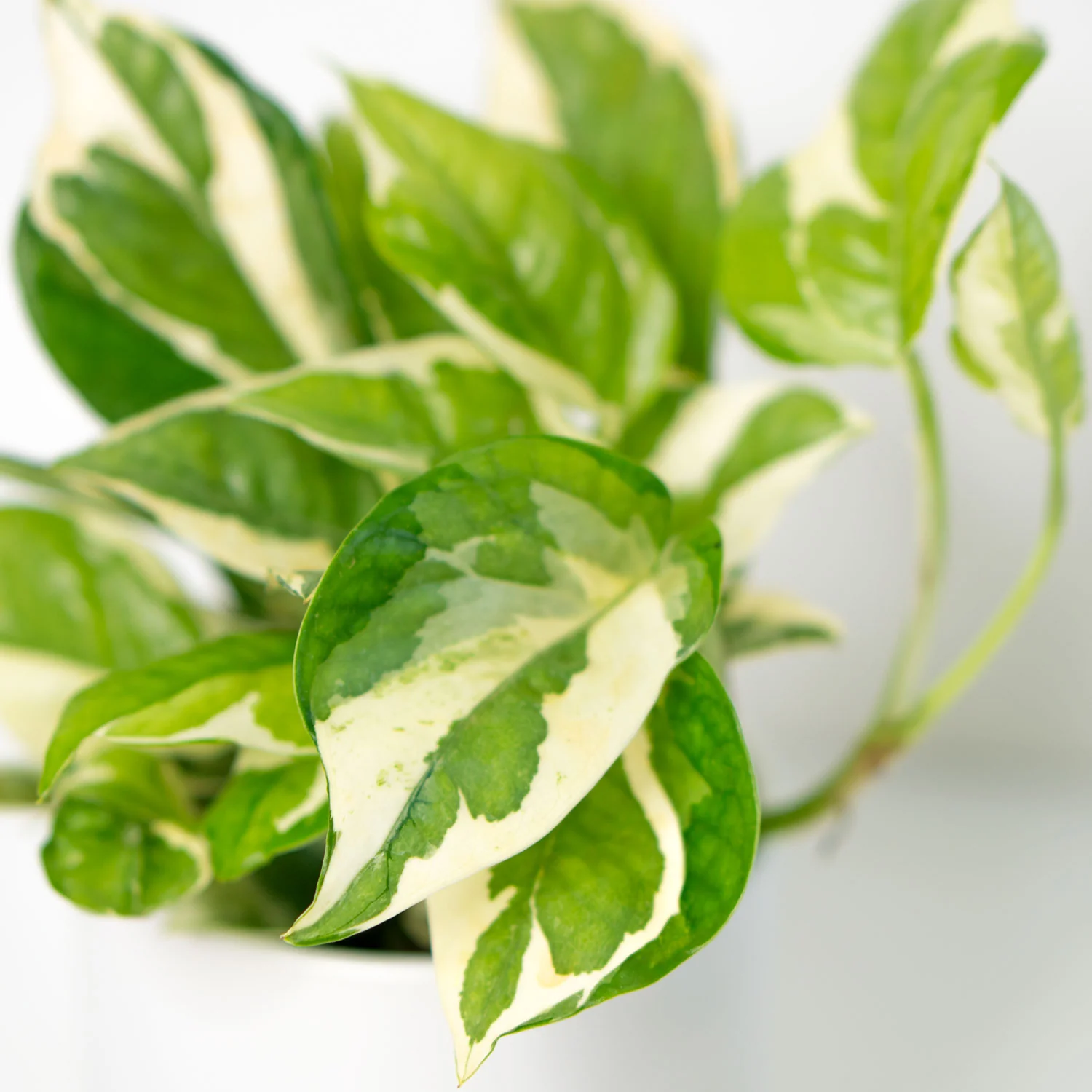 Pothos Prime Bundle