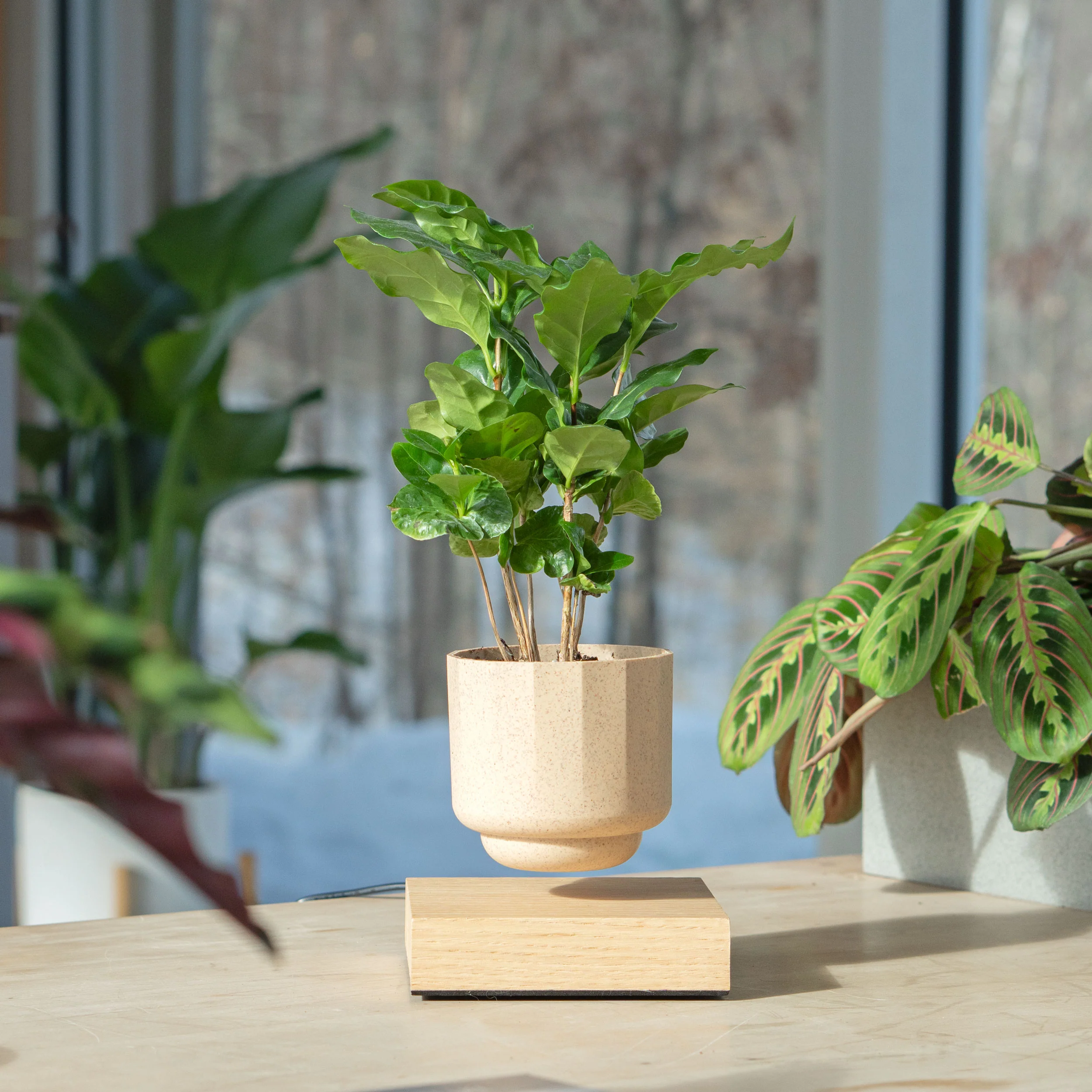 Gamzzo Coffee Arabica