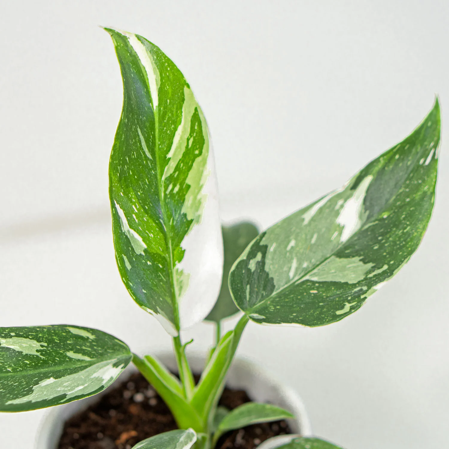 Philodendron White Wizard