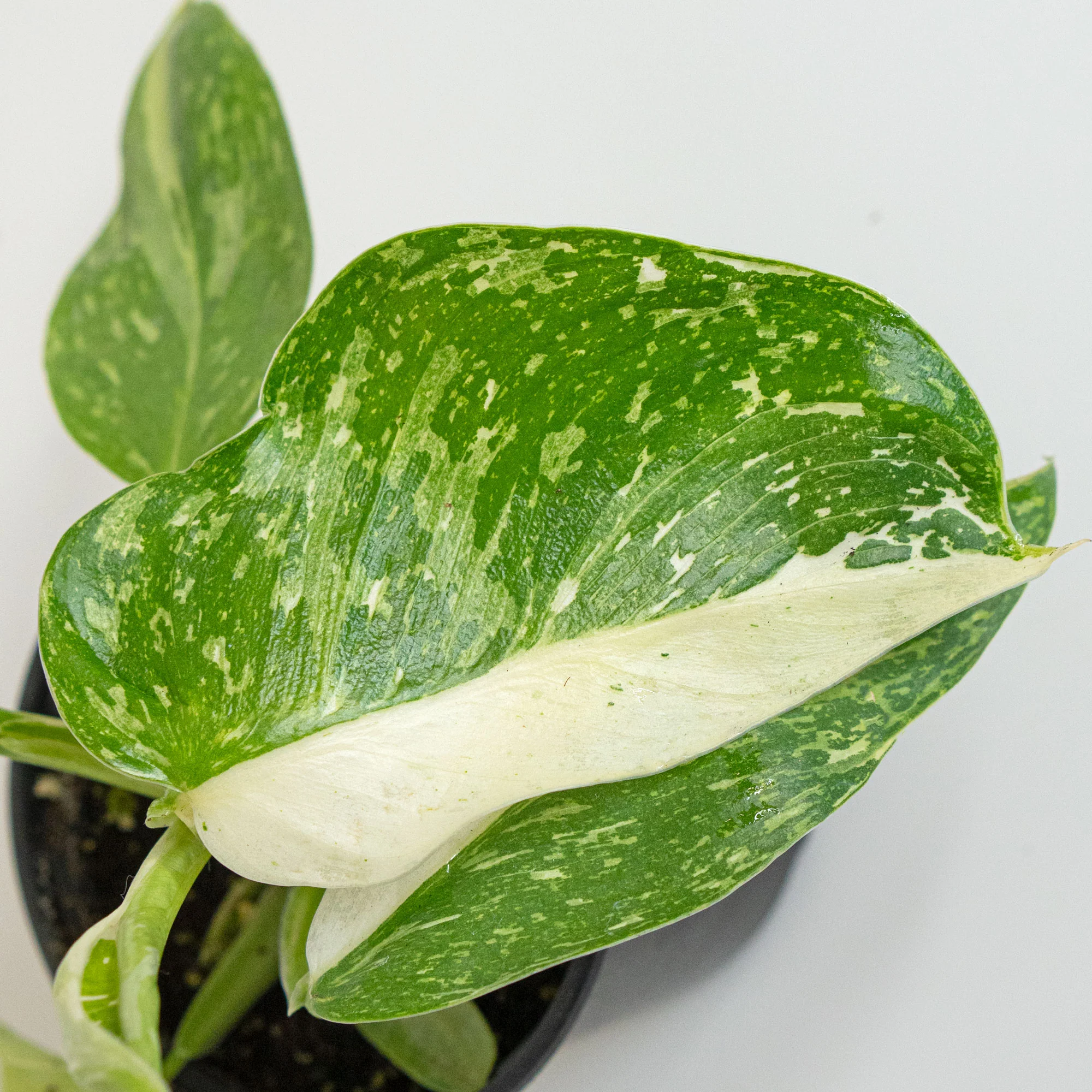 Starter Pack Philodendron