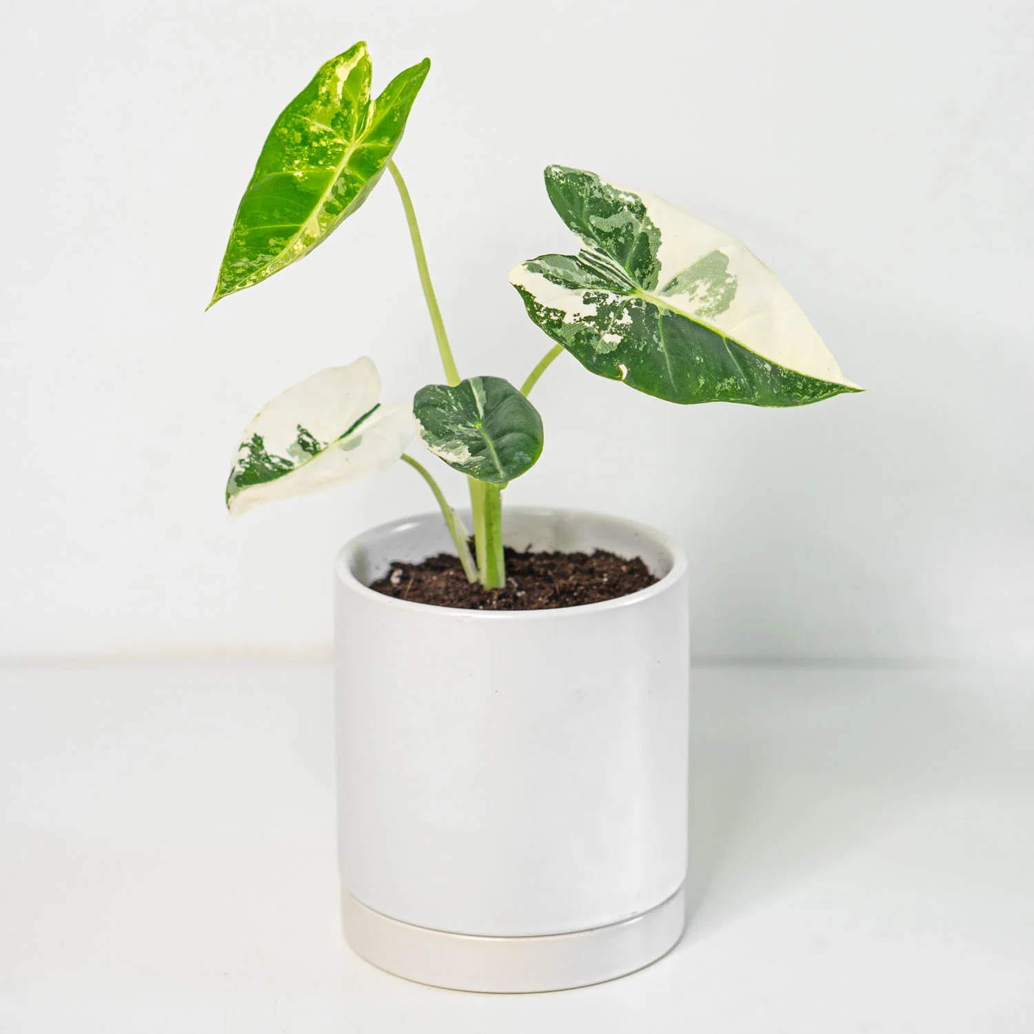 Alocasia Frydek Variegated