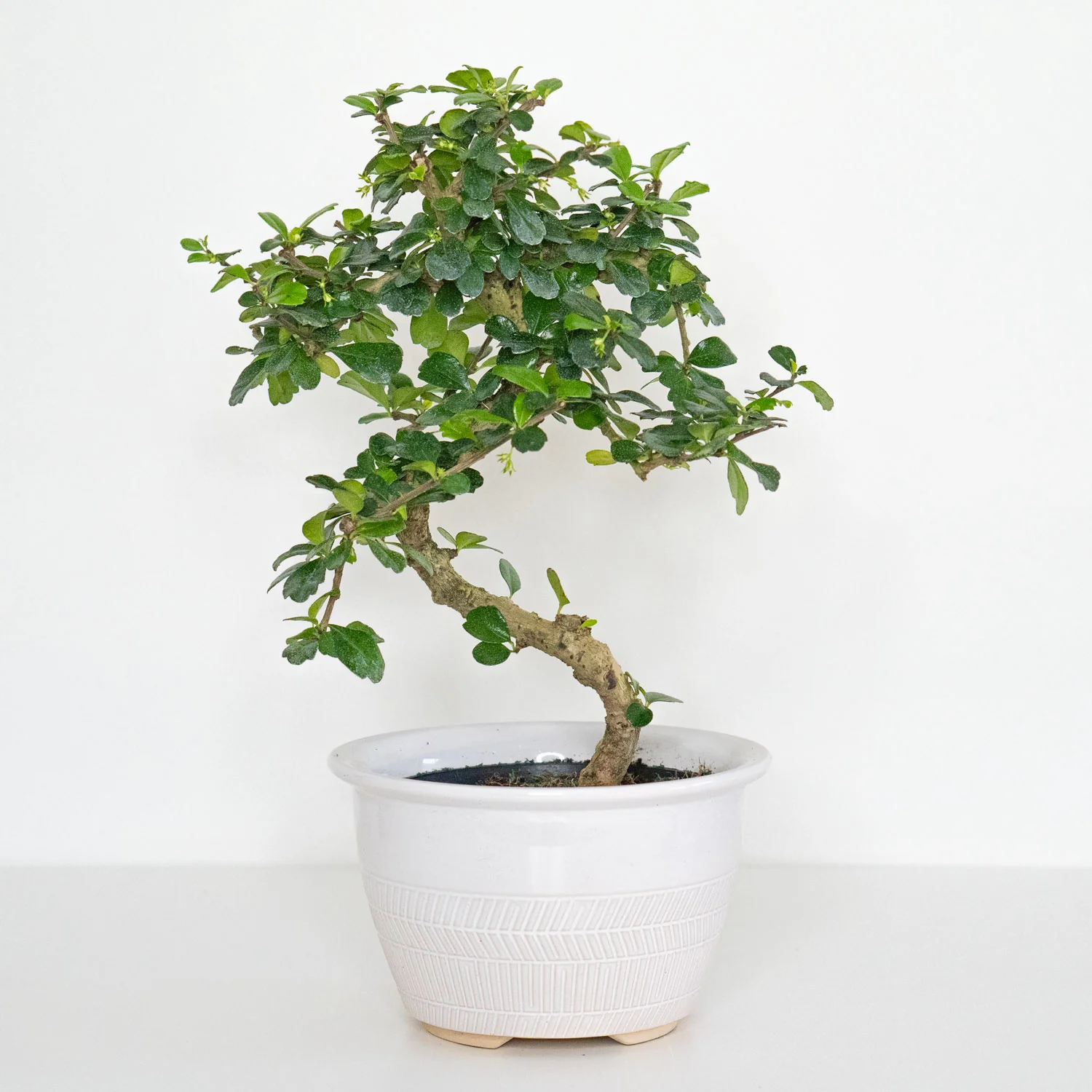 Bonsai Carmona Fukien Tea