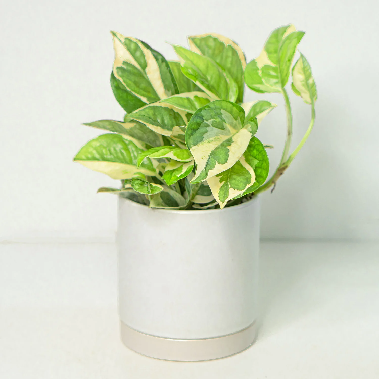 Pothos Prime Bundle