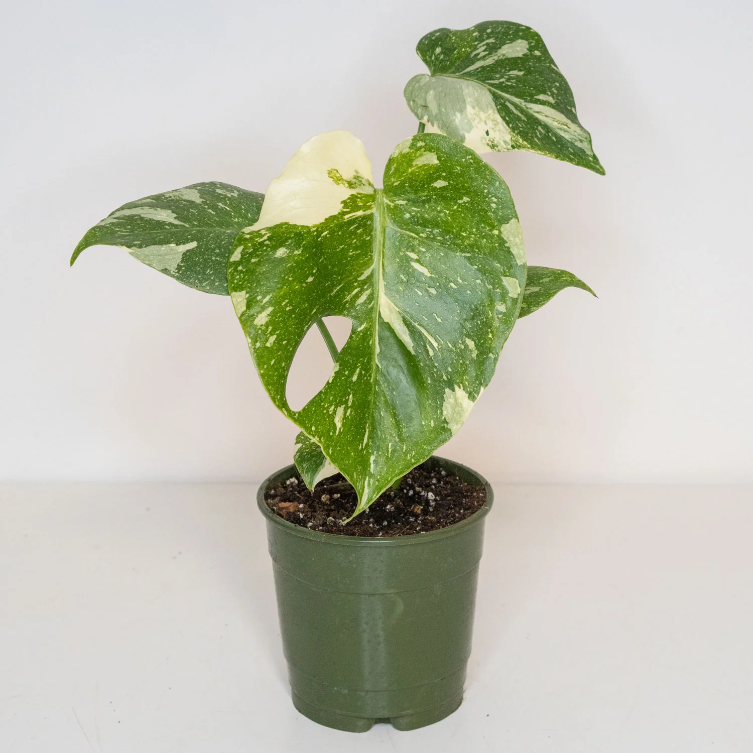 Monstera Thai Constellation