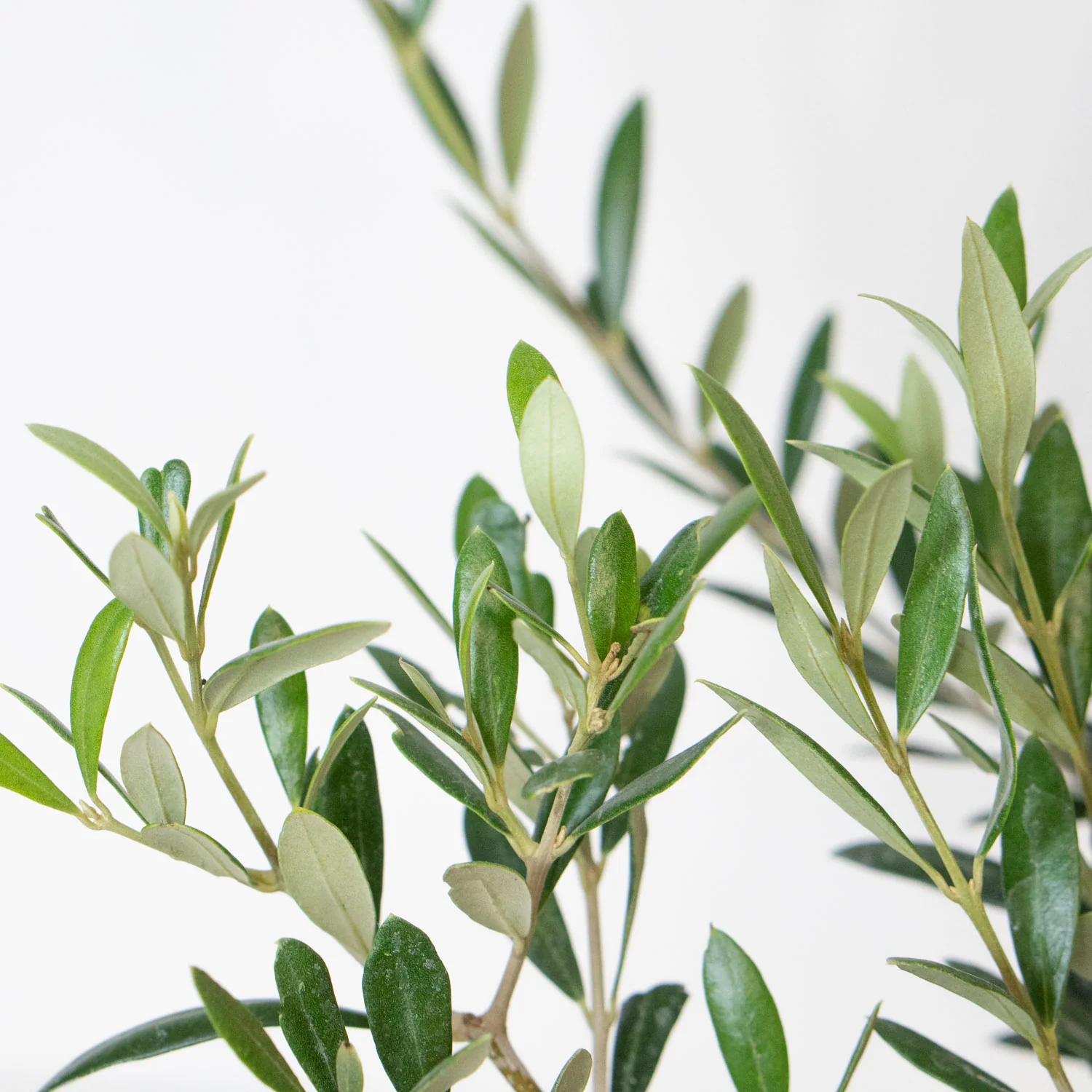 Olive Tree