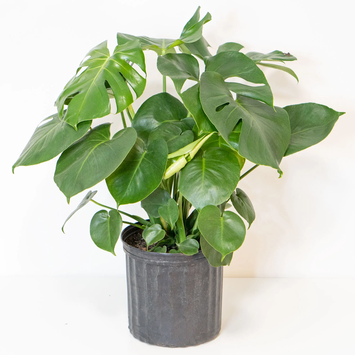Monstera Deliciosa (Large)