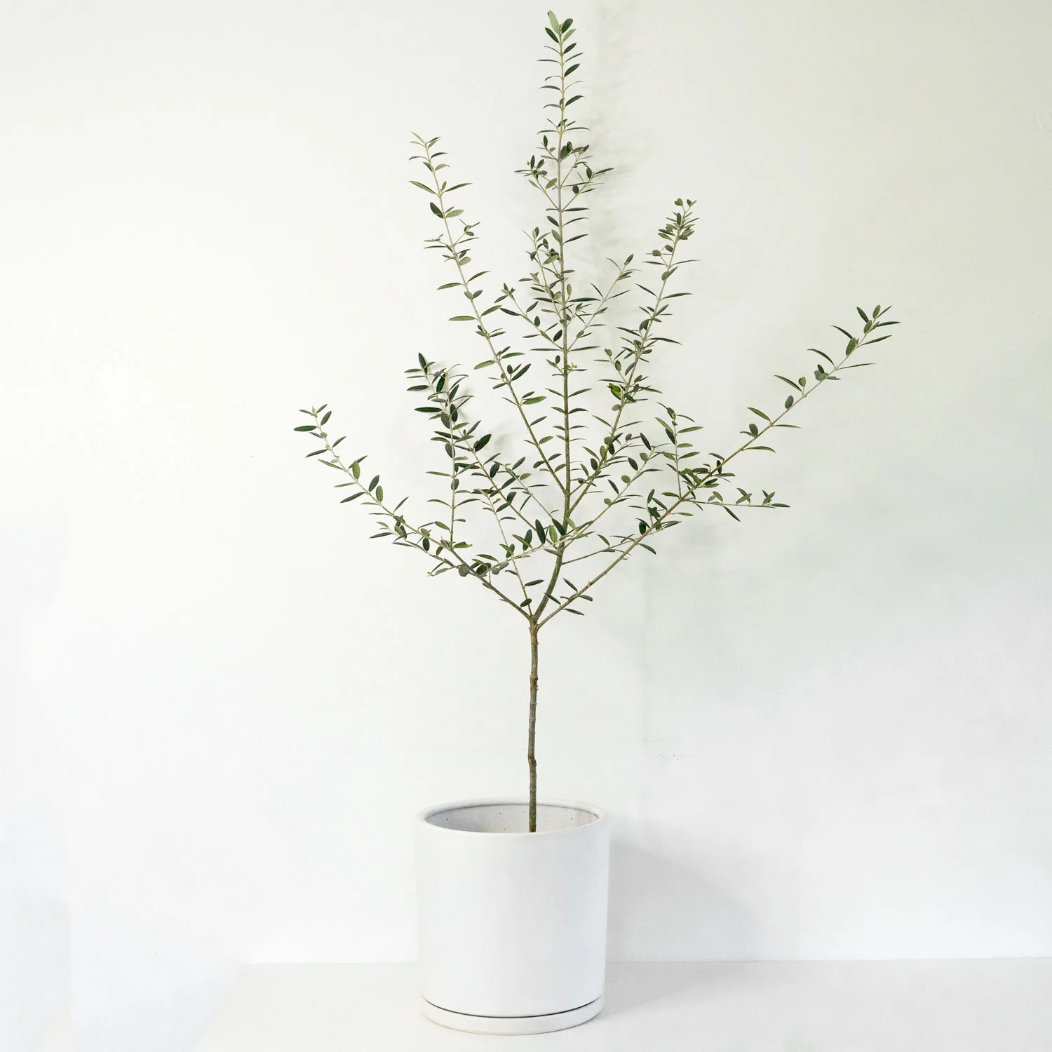 10 Ceramic Pot with saucer (White)