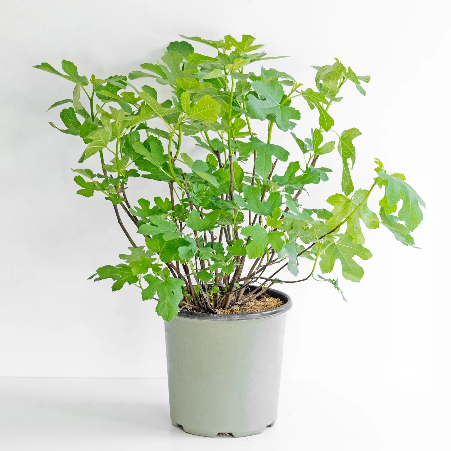 Fig Tree Chicago Hardy