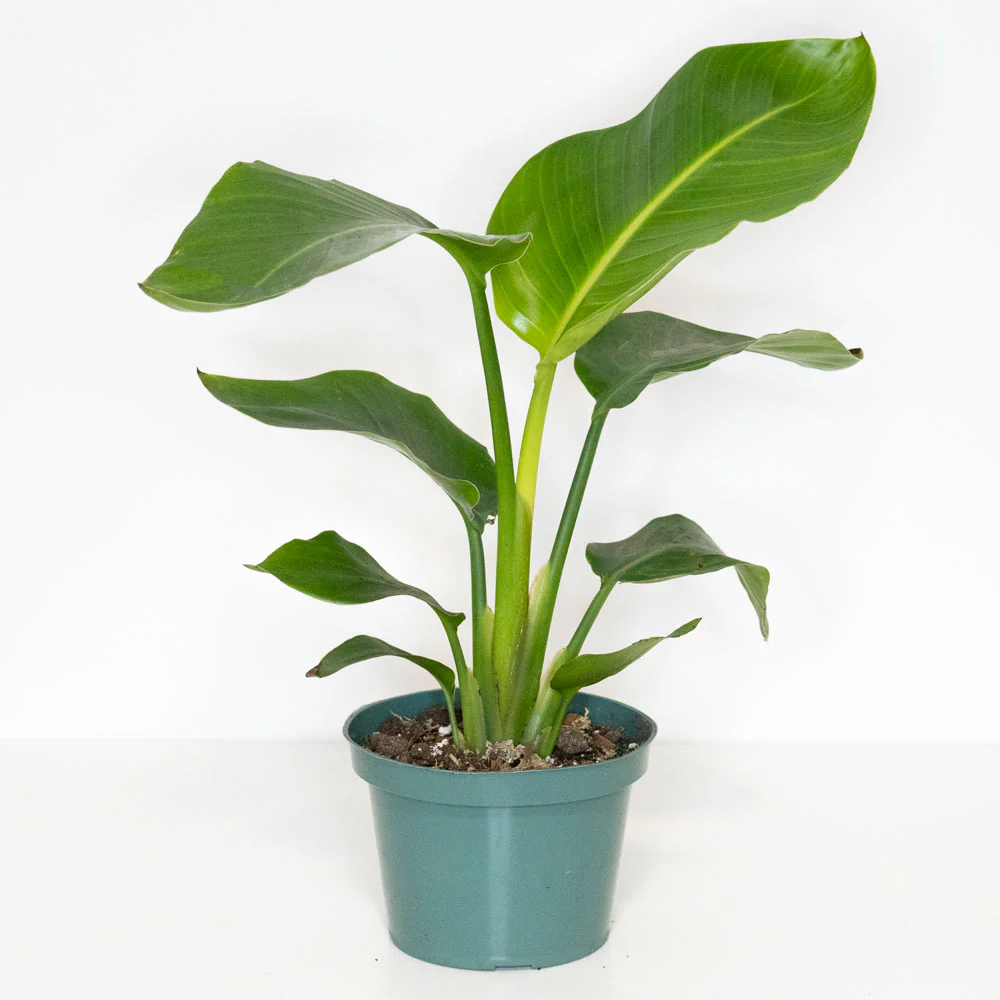Plant Bundle Tropic