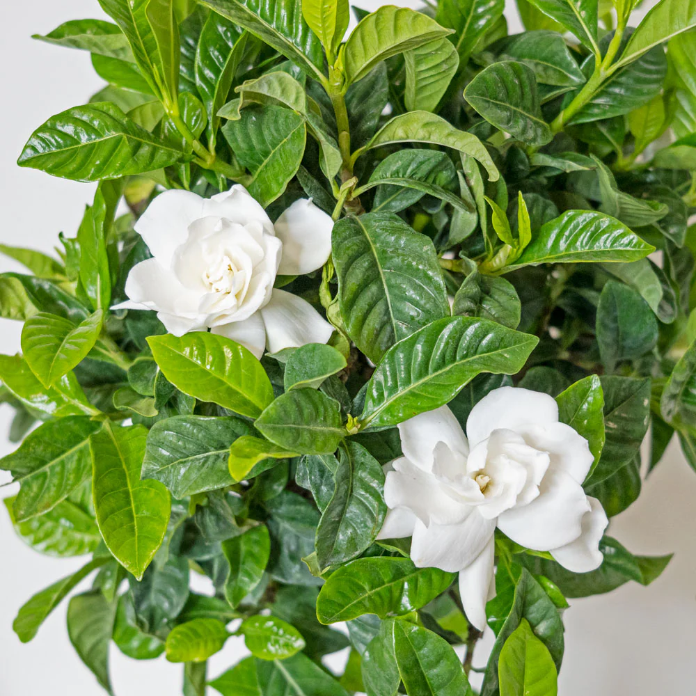 Gardenia
