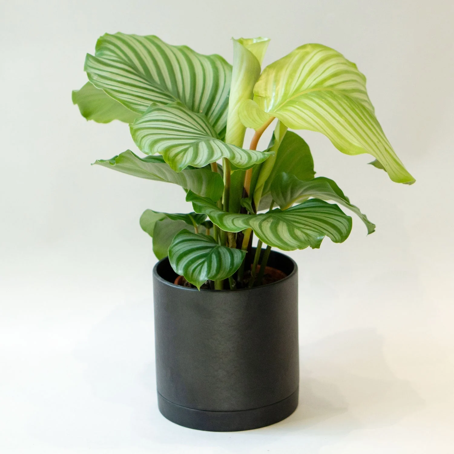 7 Pot with saucer (Black)