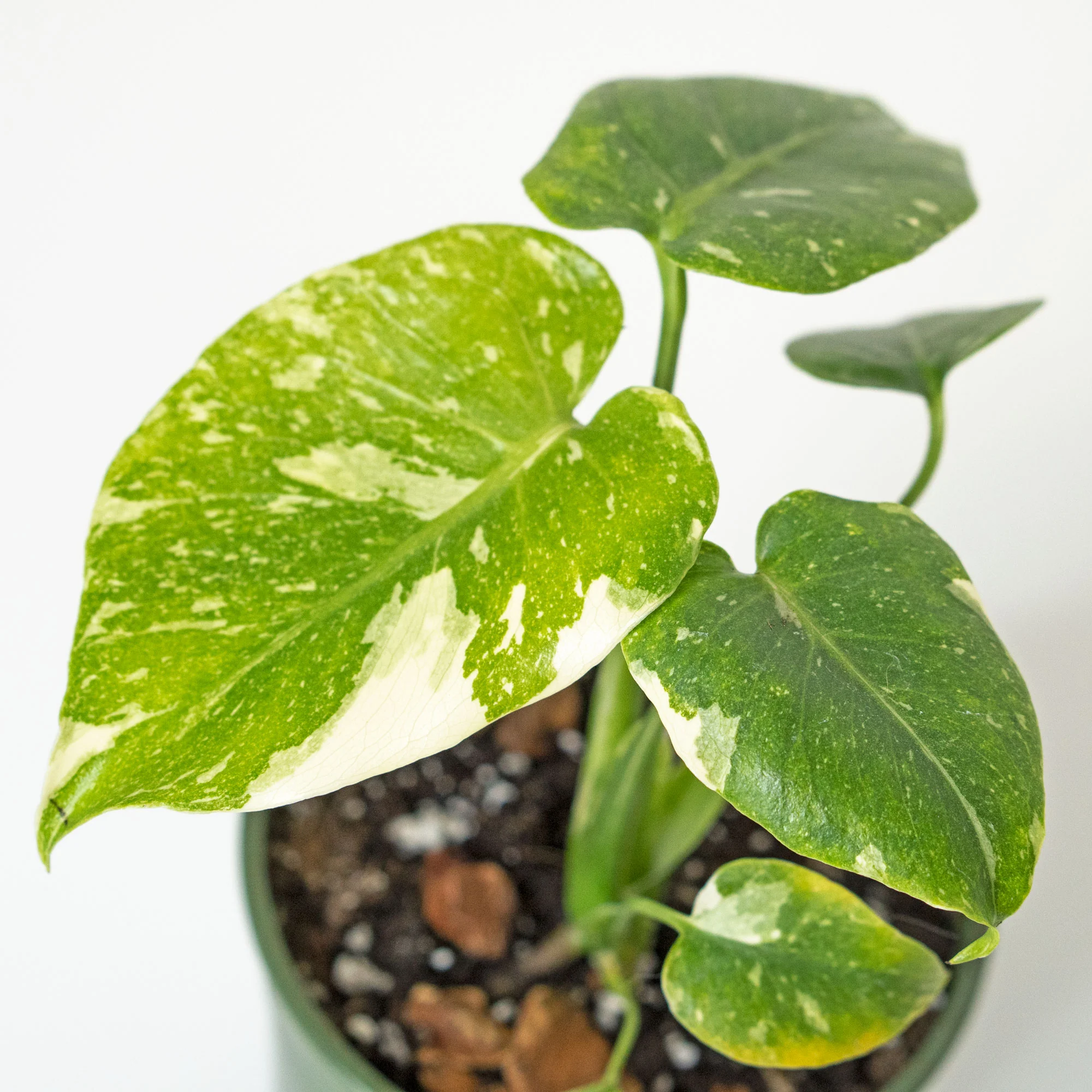 Monstera Thai Constellation