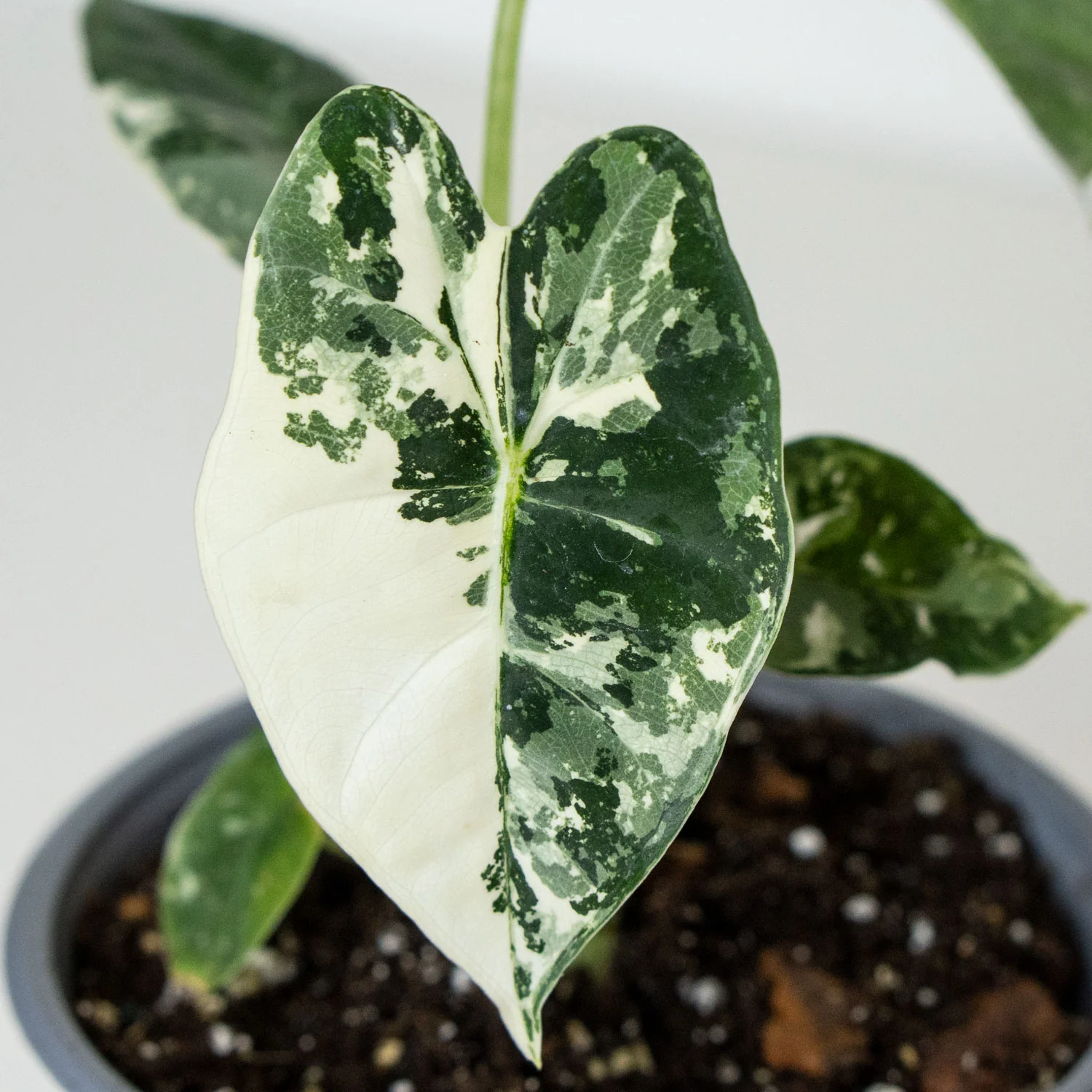 Alocasia Frydek Variegated