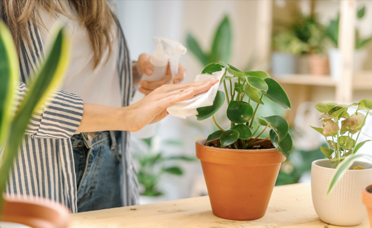 Choosing the Right Plant Pot: Tips and Recommendations