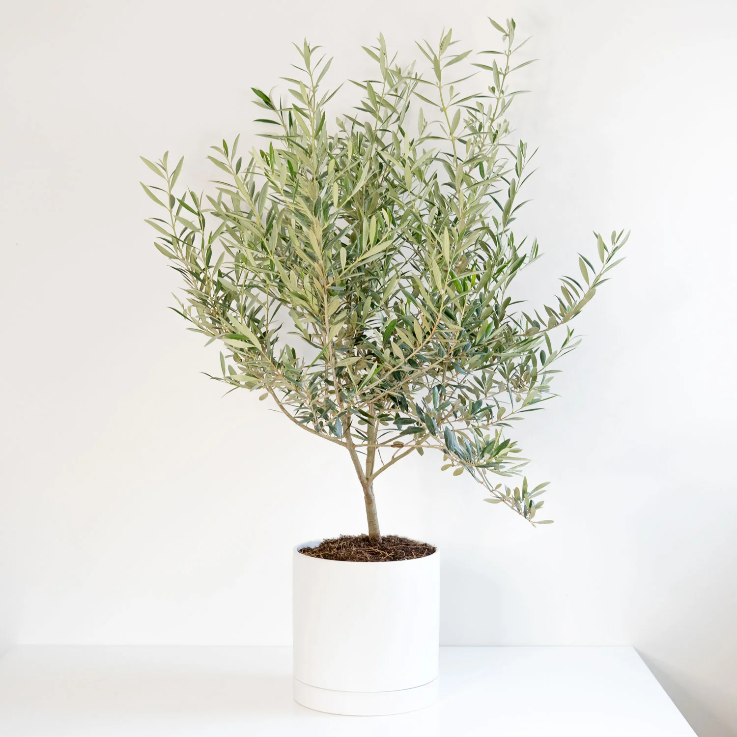 Olive Tree (Large)