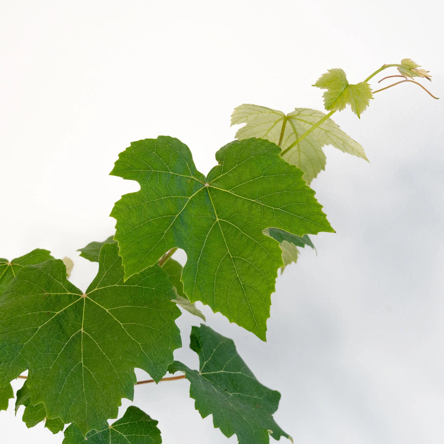 Niagara White Seedless Grape