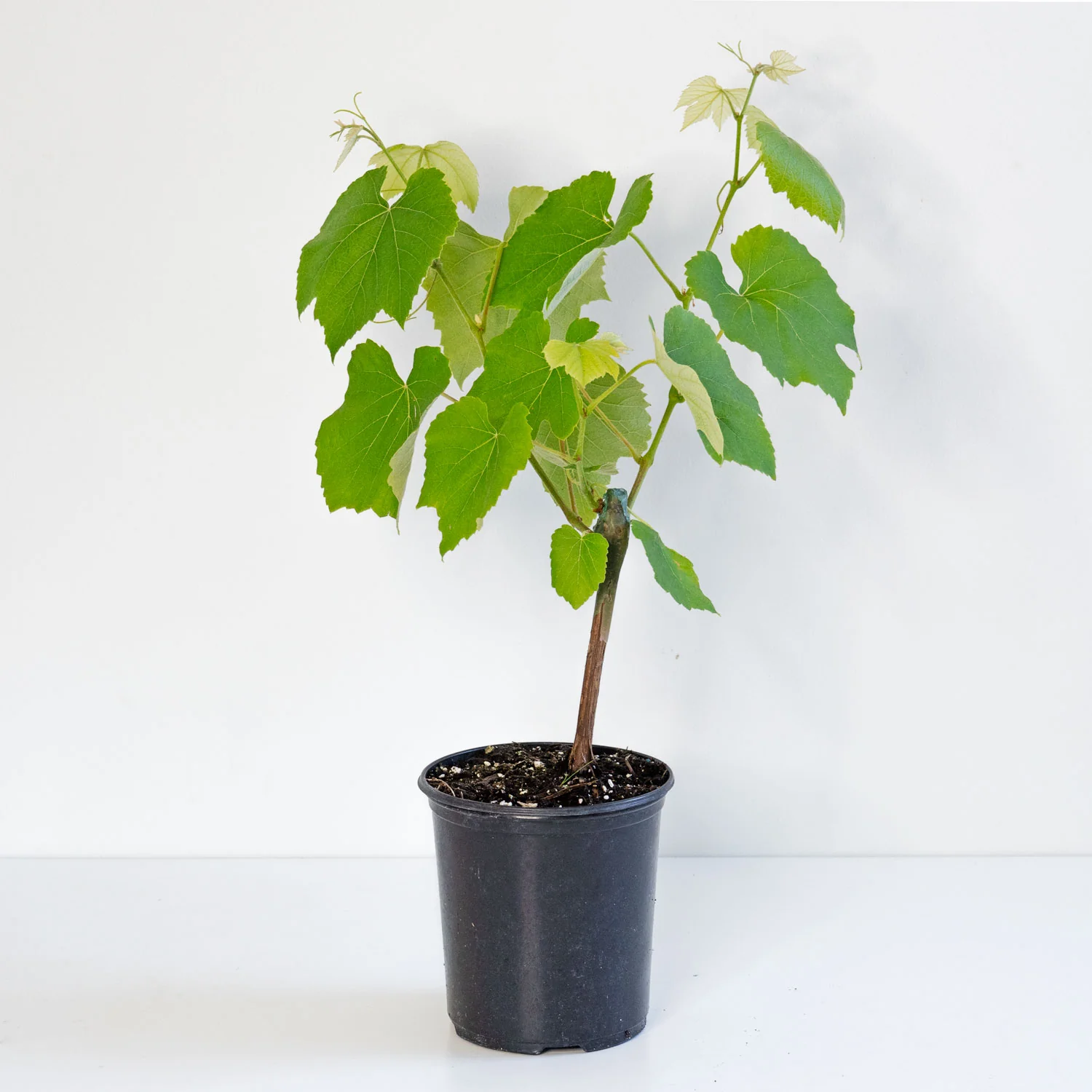 Sovereign Coronation Blue Grape