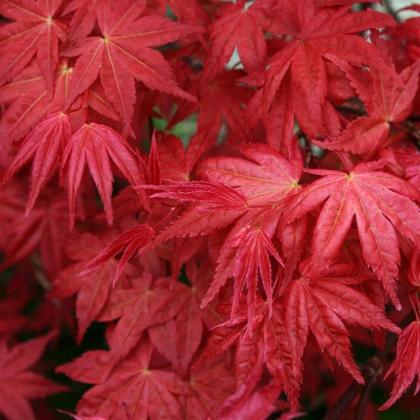 Japanese Maple Emperor