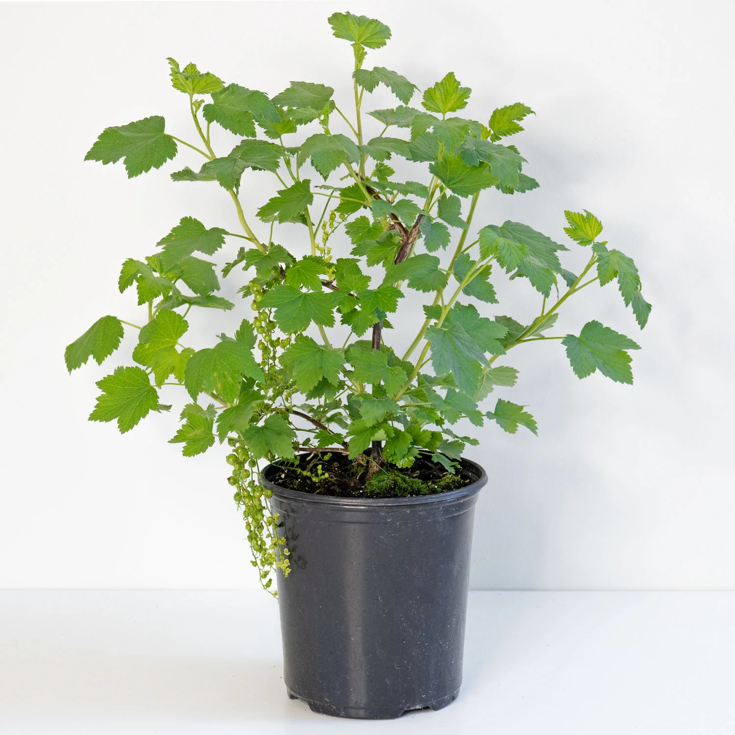 Red Lake Red Currant