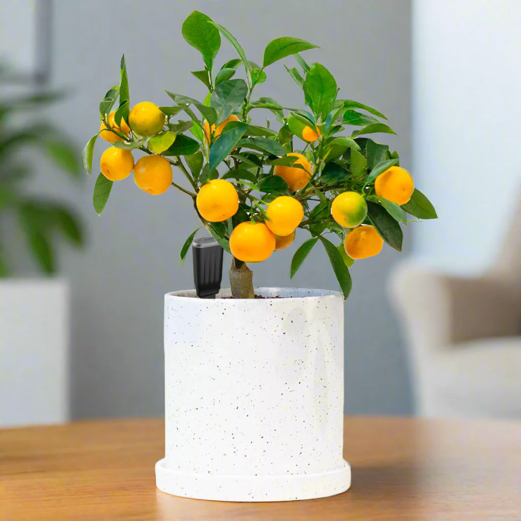 Gamzzo Х 3 - for a plant crew