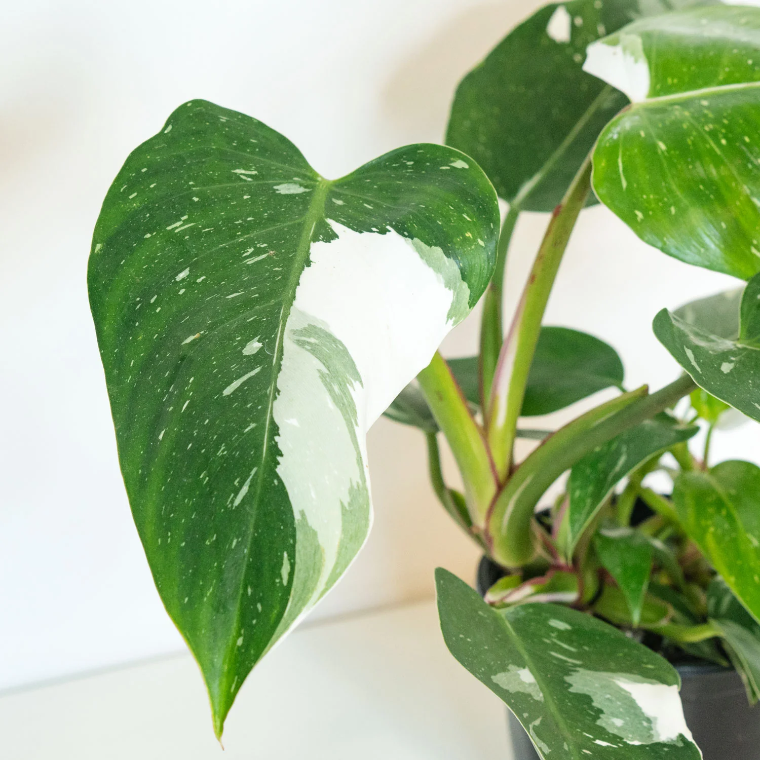 Philodendron White Princess