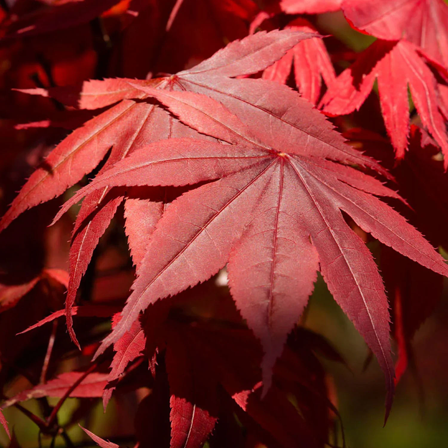 Japanese Maple Emperor