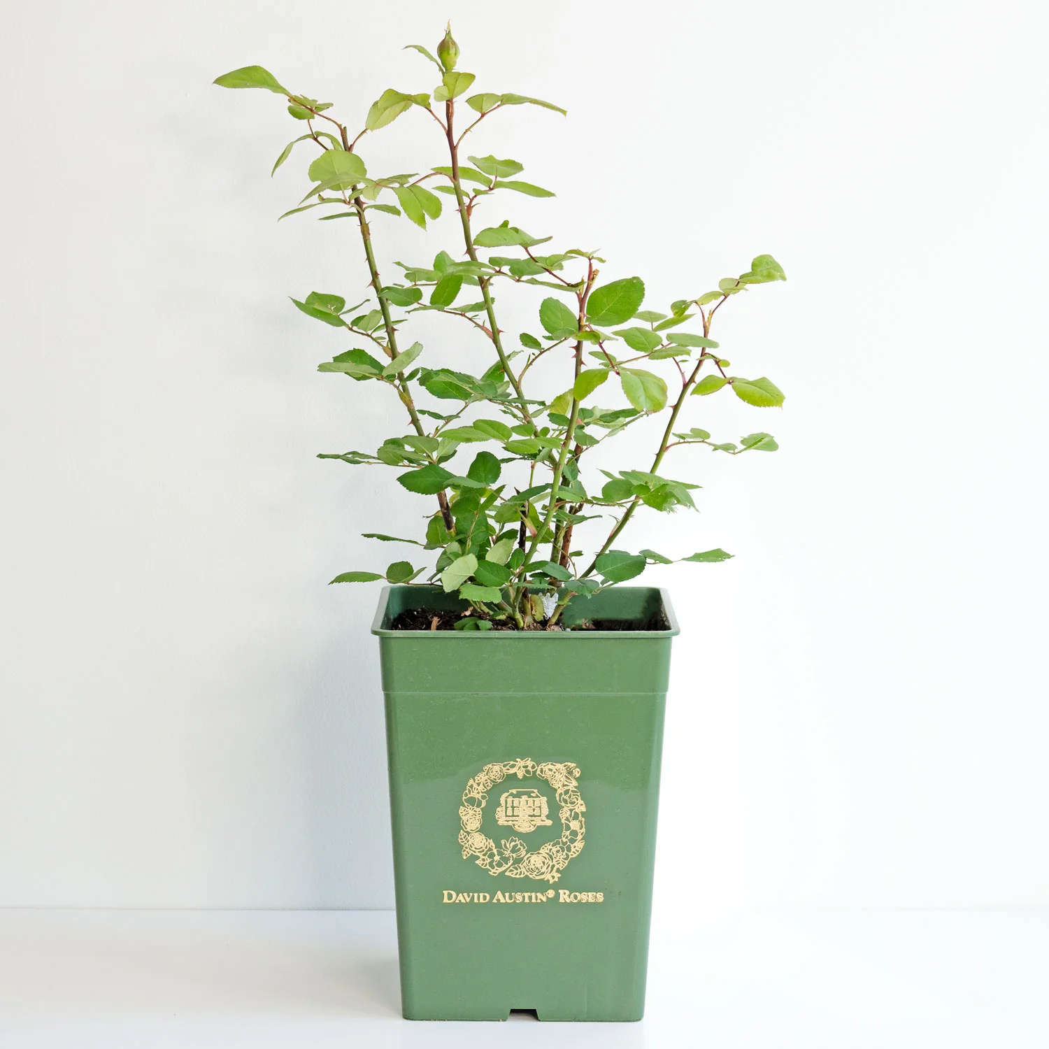 The Ancient Mariner – David Austin English Rose