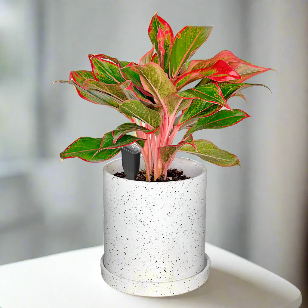 Gamzzo Х 3 - for a plant crew