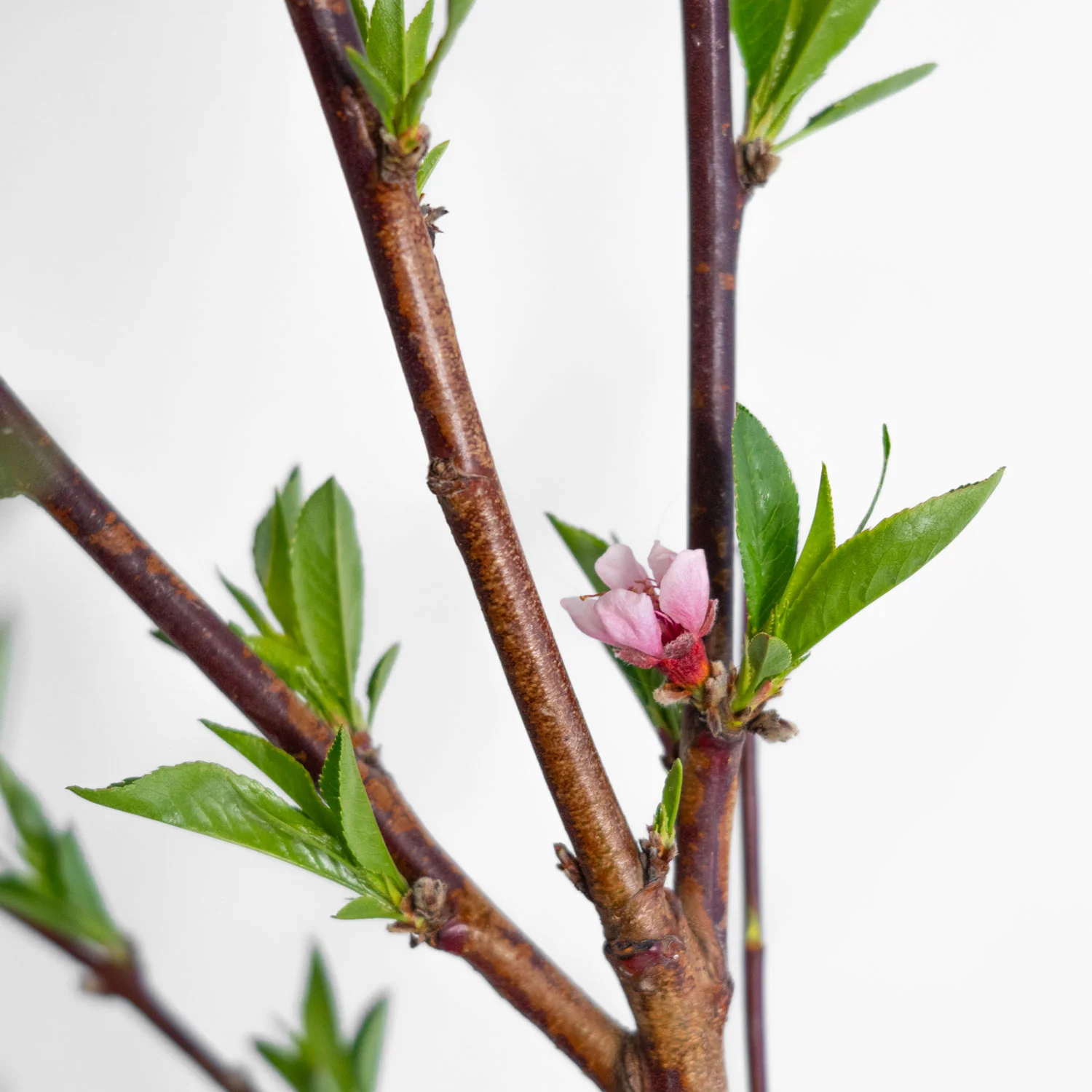 Flamin Fury Peach Tree