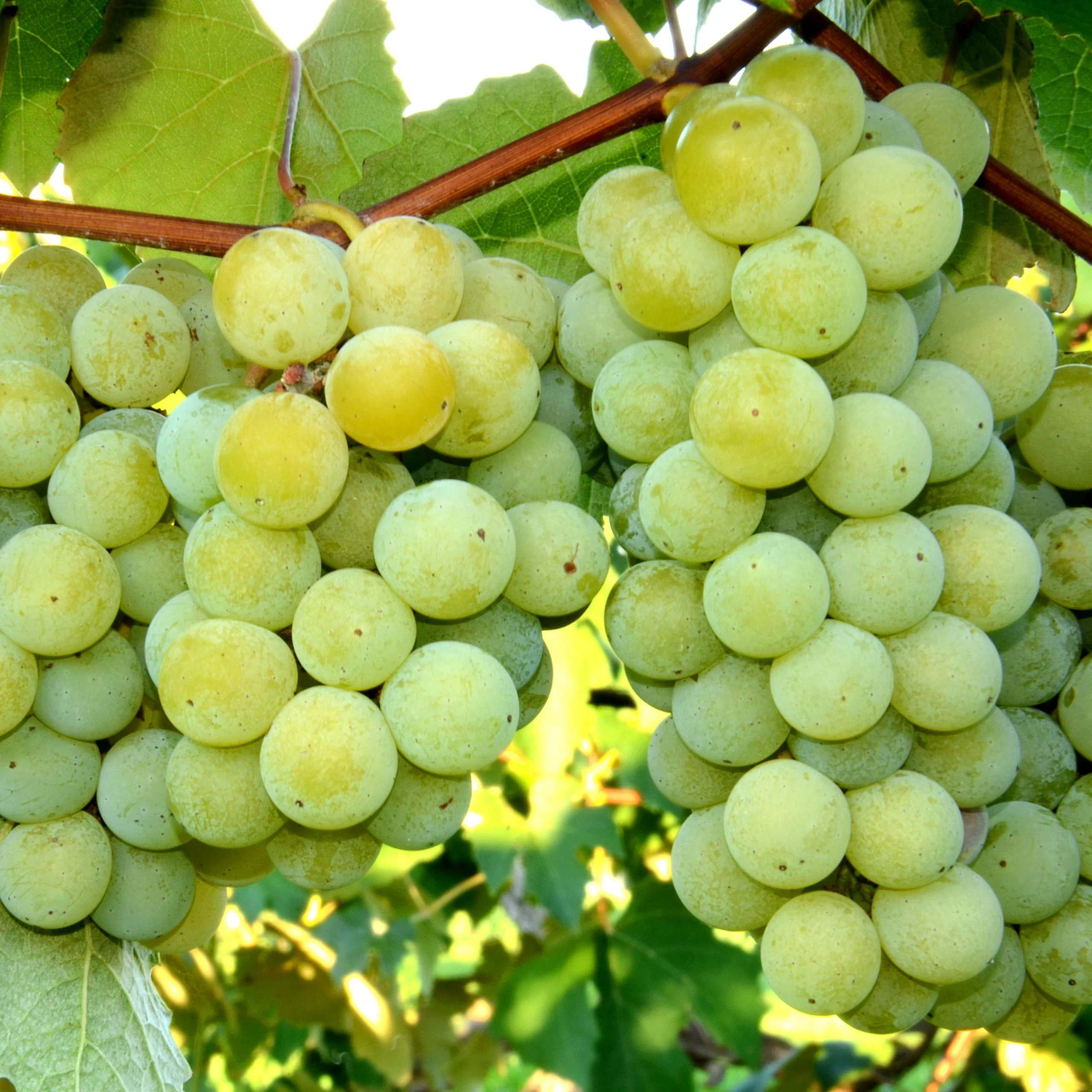 Niagara White Seedless Grape